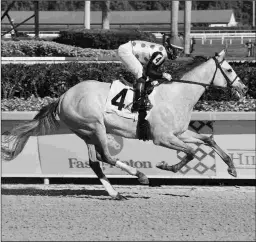  ?? LAUREN KING/COGLIANESE PHOTOS ?? Soup and Sandwich is unbeaten in two starts, including this Jan. 28 victory in a maiden race at Gulfstream.