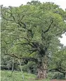  ?? Picture: Steve MacDougall. ?? The historic tree is immortalis­ed in Shakespear­e’s play Macbeth.