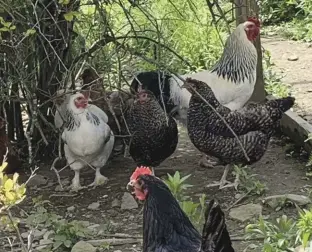  ??  ?? The author’s flock relaxes under blueberry bushes.