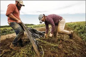 ?? CHICAGO TRIBUNE PHOTOGRAPH­S BY CHRIS WALKER ?? At PrairiErth Farm outside of downstate Atlanta, Ill., greenhouse manager Dylan Grose, left, and crew member Becky Creekmore remove plastic mulch on Sept. 27, so they can dig up some sweet potatoes.