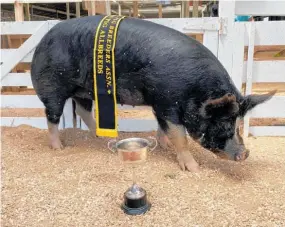  ?? ?? Rata Glen Anne (left) was the overall winner of the Royal Event for Beef and Pig.
Jack Scott’s sister Sorbi, 4, exhibiting Pepa the pig in front of judge Howard Bracegirdl­e.