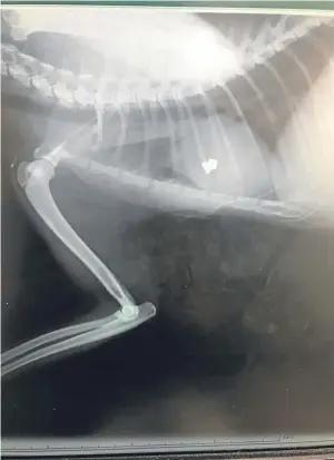  ??  ?? X-RAY: The vet’s scan reveals how deeply the pellet was lodged in the pet cat
