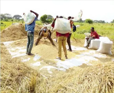  ??  ?? Farmers thresh rice