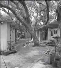  ?? Submitted photo ?? TRANQUIL SPACE: Robin Hazard’s Australian shepherds Chili and Scout relax in her yard, as seen before Hurricane Harvey hit the town of Rockport, Texas.