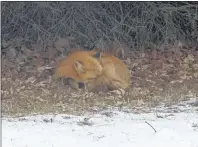  ?? SUBMITTED PHOTO/ALAN MULHOLLAND ?? A sleeping red fox waits on the ground during the day while another rests in an abandoned crow’s nest in a tree about 20 to 25 feet from the ground.