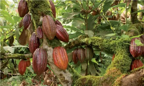  ??  ?? La producción agrícola hace de la provincia Duarte un orgullo para sus habitantes.