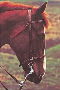  ??  ?? Linda’s picture of horse Cinnamon was taken in Scotland in 1970.