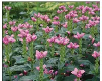  ??  ?? Turtlehead is native to wet woodlands in the southern Appalachia­n Mountains and blooms best in light to deep shade.