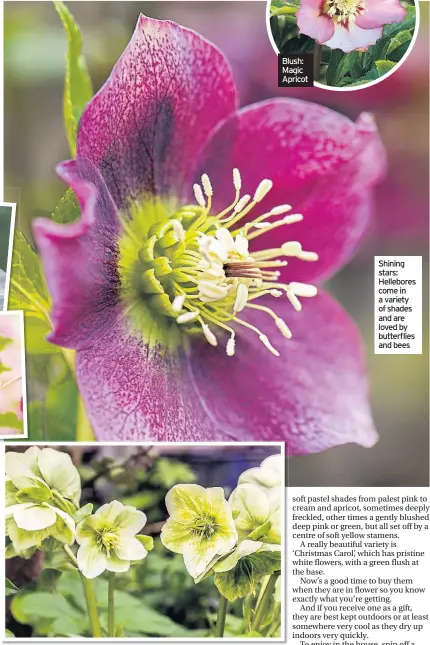  ??  ?? Shining stars: Hellebores come in a variety of shades and are loved by butterflie­s and bees