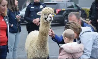  ?? MARIAN DENNIS — MEDIANEWS GROUP ?? Railyn gets an up close look at an alpaca that came to the West Pottsgrove Police Station Saturday just for her.