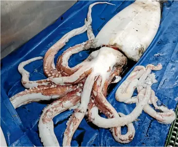  ??  ?? It took six staff to lift the 4-metre-long squid, which weighed about 110 kilograms, on to a tarpaulin after it was caught last month.