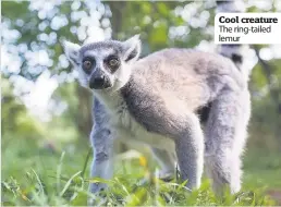  ??  ?? Cool creature The ring-tailed lemur