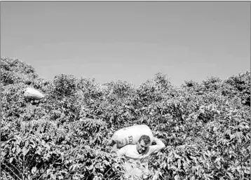  ?? PATRICIA MONTEIRO/BLOOMBERG NEWS ?? Workers at a plantation in Brazil carry bags of coffee beans during harvest. Growers are holding more beans back.