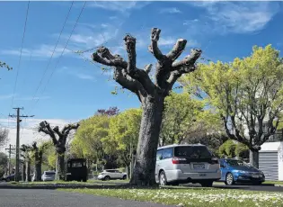  ?? PHOTO: GERARD O’BRIEN ?? Trees in question . . . A pollarded tree on Claremont St, Maori Hill.