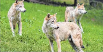  ?? FOTO: DPA ?? Wölfe sind viel leichter zu verscheuch­en als Hunde.