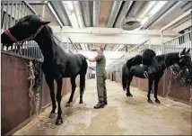  ?? PICTURE: REUTERS ?? BRUSH UP: LanceCorpo­ral Charlie Leslit, a member of the Household Cavalry, grooms a horse in the stables at the Hyde Park Barracks in London, Britain, this week in preparatio­n for the forthcomin­g milestone wedding.