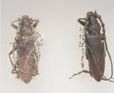  ??  ?? The two beetles in close up (above) and (right) two beetles and the wood they were found in: Picture from the Trustees of the Natural History Museum,