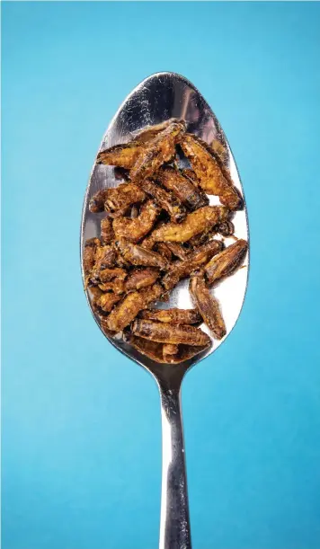  ??  ?? Insektshaj­pen har redan länge funnits i Sverige men har inte slagit igenom på bred front. Men kanske kan det bli ändring på det. I oktober förra året beslutade EU att tillåta sju insekter som livsmedel.