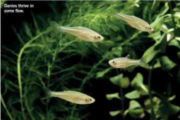  ?? ?? Danios thrive in some flow.