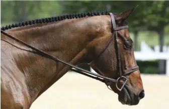  ??  ?? the d-ring snaffle is a favorite look in the hunter ring.