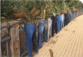  ?? (Philip Norman) ?? DON’T LOOK askance: A chance glance in advance of plants in pants in Binyamina.