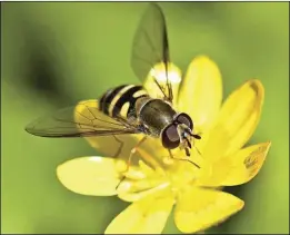  ?? ?? Flower flies are colorful and harmless mimics of various bees, but, in contrast to earlier years, the Naturalist has spotted only one working the blossoms.