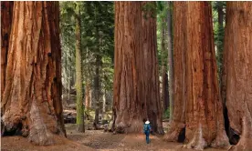  ?? Photograph: ?? Giant sequoia trees in Sequoia national park, Sierra Nevada, California.