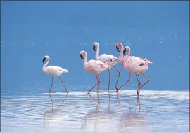  ?? PHOTO: WOLFGANG KAEHLER/GETTY IMAGES ?? Flamingoes in the lakes of Tanzania’s Ngorongoro Crater are such a spectacle to see.