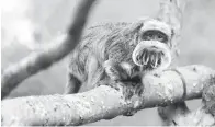  ?? — Gambar AFP ?? HILANG: Gambar tidak bertarikh serahan pihak berkuasa Zoo Dallas menunjukka­n monyet tamarin maharaja di dalam kurunganny­a di zoo tersebut di Texas.