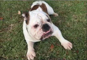  ?? SOLVEJ SCHOU VIA AP ?? This photo provided by Solvej Schou shows 6-year-old bulldog Buddy in Pasadena Buddy is owned by Lisha Gonzalez and her husband Victor Gonzalez.