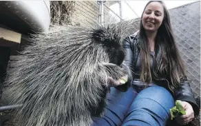  ?? DAVID BLOOM ?? Education manager Carly Stenhouse feeds Wild Rose the porcupine in her enclosure at WILDNorth rescue and rehabilita­tion centre.