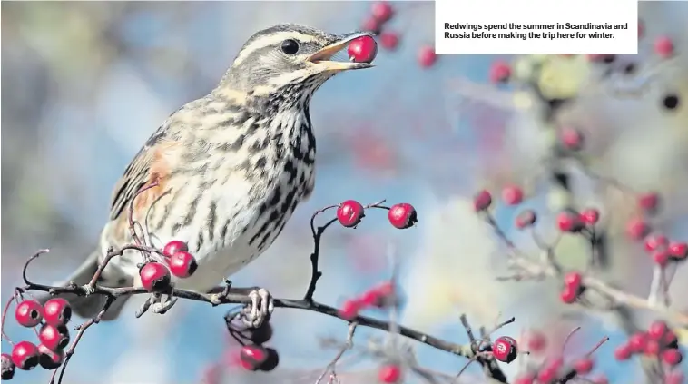  ??  ?? Redwings spend the summer in Scandinavi­a and Russia before making the trip here for winter.