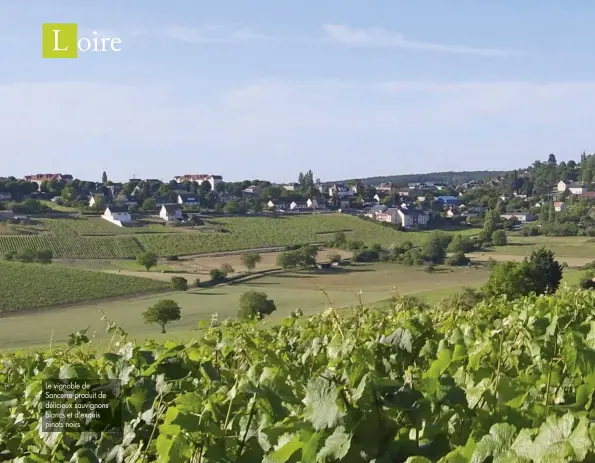  ??  ?? Le vignoble de Sancerre produit de délicieux sauvignons blancs et d'exquis pinots noirs.