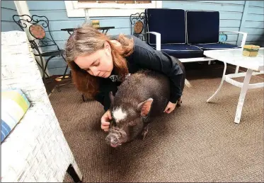  ?? NWA Democrat-Gazette/FLIP PUTTHOFF ?? Marilyn Sloas plays Tuesday on her porch with Fat Boy, one of two pot-bellied pigs she keeps at her home in Eureka Springs. The City Council has been working on an ordinance to ban pet pigs. Sloas said she’s not going anywhere and neither are her pigs.