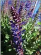  ?? BRENT MCGHIE — CONTRIBUTE­D ?? Salvias like this May night sage can be propagated from stem cuttings.