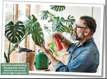  ?? ?? INDOOR GARDENING: Houseplant­s reduce airborne toxins and encourage happiness