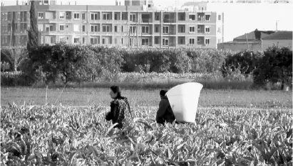  ?? Foto: CBN-Archiv ?? Die Huerta vor dem Siedlungsd­ruck zu bewahren ist Anliegen von Gregorio Canales.