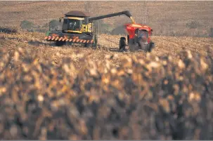  ?? Ricardo Chicarelli/26-07-2016 ?? O IBGE estima que a safra de milho este ano será 9,8% maior do que em 2018, com 89,4 milhões de toneladas