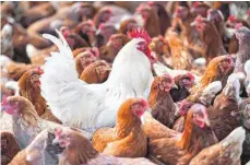  ?? FOTO: DPA ?? Die Geflügelha­lter im Land fürchten sich vor einem erneuten Auftreten der Vogelgripp­e.