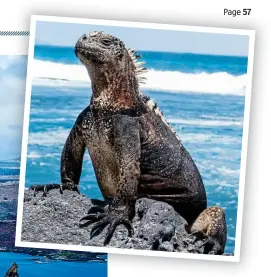  ??  ?? The rhythm of life: Bartolome Island in the Galapagos. A marine iguana (above), flamingos (below left), and a giant tortoise (below far left)