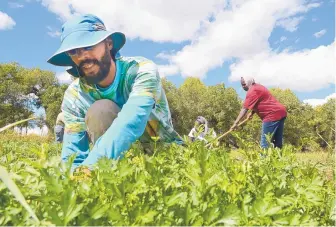  ?? GREG SORBER/JOURNAL ?? Reuben Preut weeds parsley on the land surroundin­g Bernalillo County’s Gutierrez-Hubbell House open space property. Preut and Amina Sonamine and Zenaba Sonamine, back, are all participat­ing in the county’s Grow the Growers program.