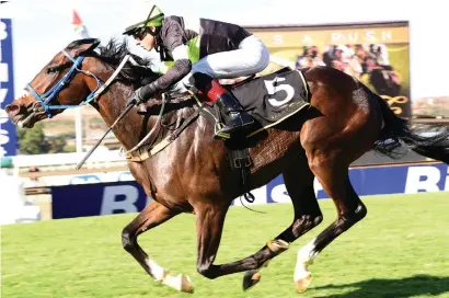  ??  ?? STAR QUALITY. Matador Man looks to have a bright future and can get on the map with a victory in the Grade 3 Tony Ruffel Stakes over 1450m at Turffontei­n tomorrow.