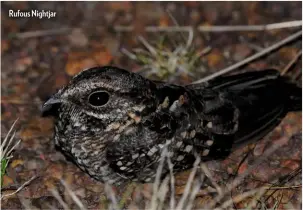  ??  ?? Rufous Nightjar