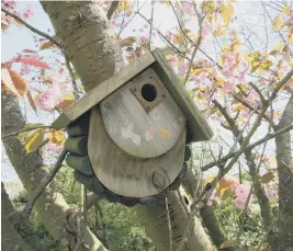  ??  ?? Nest box in cherry tree ©Sue Curnock Sussex Wildlife Trust