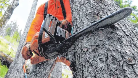  ?? SYMBOLFOTO: TOBIAS HASE/DPA ?? An einem Morgen Mitte März war der Baum an der Grundstück­sgrenze einfach weg.