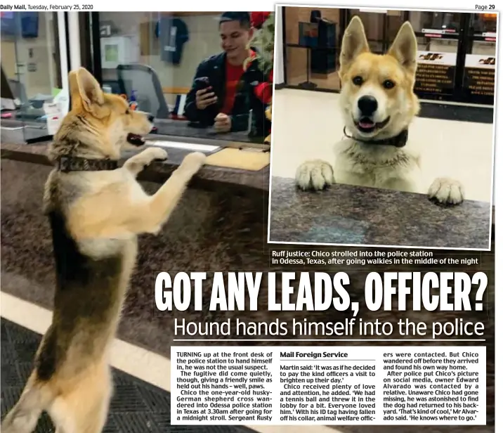  ??  ?? Ruff justice: Chico strolled into the police station in Odessa, Texas, after going walkies in the middle of the night