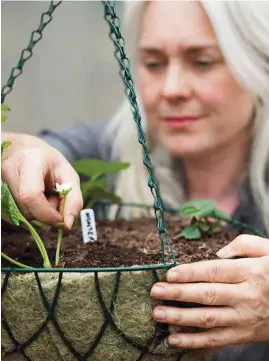  ??  ?? Fortify strawberry plants by pinching out flowers in the first season