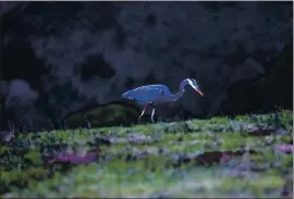  ?? ARIC CRABB — STAFF PHOTOGRAPH­ER ?? A great blue heron is seen at Foothills Park on Monday. The area is now open to the public.