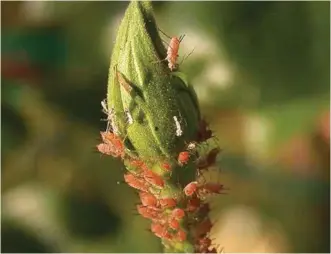  ??  ?? Check for aphids when the weather warms up in early spring so you can avoid population explosion in summer.