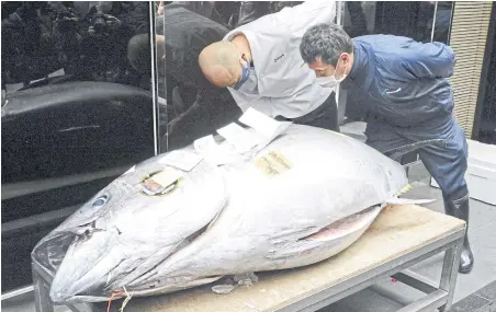  ?? KYODO VIA REUTERS ?? A 208-kilogram bluefin tuna that was auctioned for 20.84 million yen ($202,000) is displayed after the annual New Year auction in Tokyo yesterday.